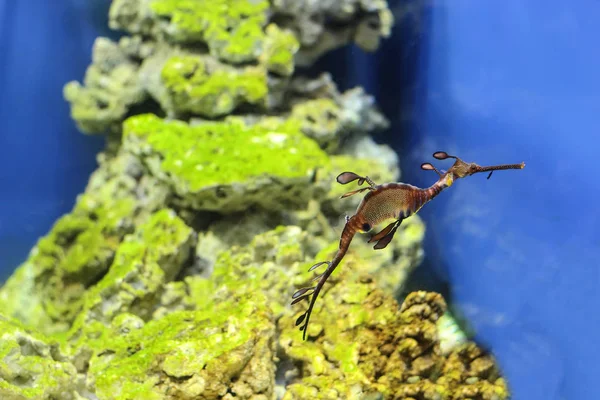 Sea Dragon fisk närbild i akvarium bakgrunden — Stockfoto