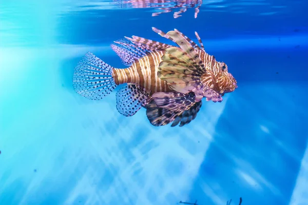 Το κόκκινο lionfish Pterois volitans ψάρια closeup στο μπλε ενυδρείο — Φωτογραφία Αρχείου