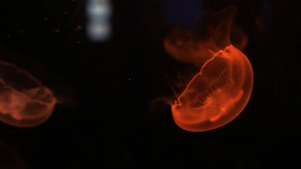 Meduse Incandescenti Primo Piano Nell Acquario Multicolore — Video Stock