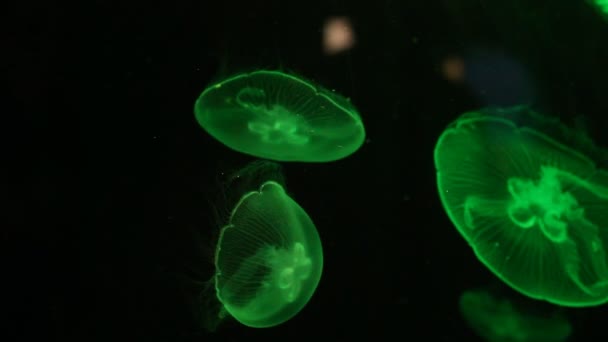 在五颜六色的水族馆里发光的水母特写镜头 — 图库视频影像