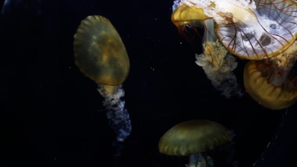 水母克里索拉在水族馆特写镜头 — 图库视频影像