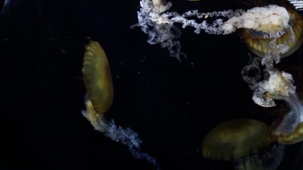 水母克里索拉在水族馆特写镜头 — 图库视频影像