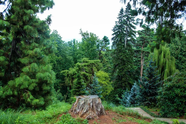 在树木和绿地中间 树被砍伐的树桩上的树桩近在咫尺 — 图库照片