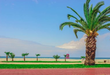 Deniz kıyısındaki palmiye ağaçları Sokağı yürüme yolu ile yakın çekim. Batum, Gürcistan.