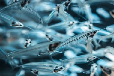 Silver glass catfish closeup in Dubai mall aquarium. clipart