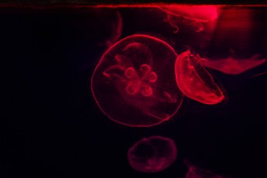 Dubai akvaryum yakın çekim parlayan denizanası yakın çekim.