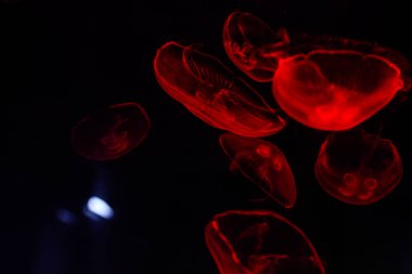 Dubai akvaryum yakın çekim parlayan denizanası yakın çekim.