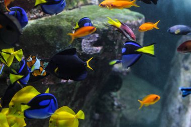 Mavi akvaryumda mercan resifleri içinde Dory balık closeup veya Palette cerrahfish