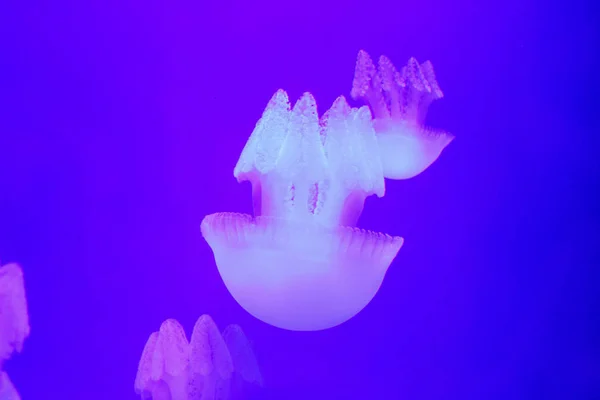 Glowing jellyfish close-up in the Dubai aquarium closeup