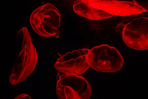 Glowing jellyfish close-up in the Dubai aquarium closeup.