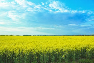 Güneşli bir günde, sarı bir turp tarlasıyla inanılmaz bir manzara bulutlu mavi gökyüzüne karşı.