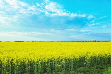 Güneşli bir günde, sarı bir turp tarlasıyla inanılmaz bir manzara bulutlu mavi gökyüzüne karşı.