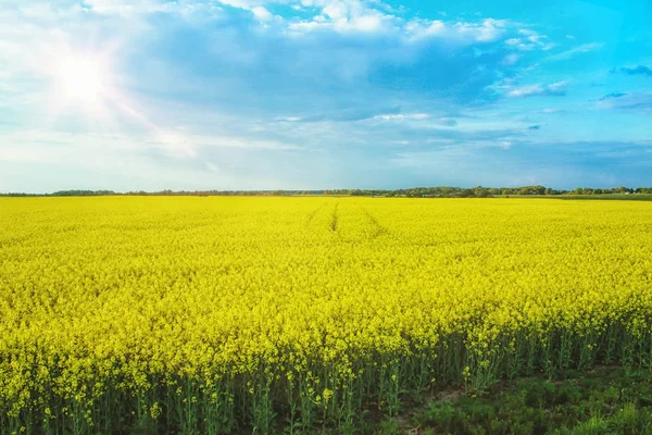 Unglaubliche Landschaft mit einem gelben Radieschenfeld an einem sonnigen Tag gegen den blauen Himmel mit Wolken — Stockfoto
