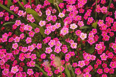 Yumuşak ve bulanık lık anlayışı. Güzel pembe ve mavi çiçekler bahçede çiçeklenme küçük boy yakın yeşil çim arka plan üzerinde ve ortasında güneş ışığı ile yaprakları.