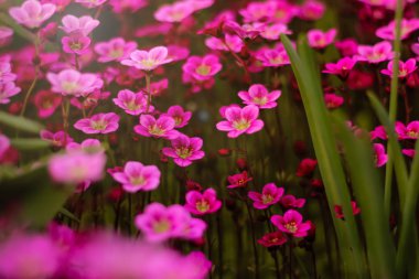 Yumuşak ve bulanık lık anlayışı. Güzel pembe ve mavi çiçekler bahçede çiçeklenme küçük boy yakın yeşil çim arka plan üzerinde ve ortasında güneş ışığı ile yaprakları.