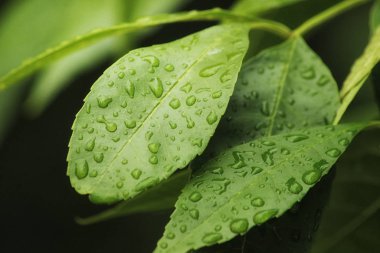 Beutiful yeşil çim yaz aylarında su damlaları ile kapatın. Yumuşak ve bulanık lık anlayışı