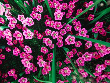 Yumuşak ve bulanık lık anlayışı. Güzel pembe ve mavi çiçekler bahçede çiçeklenme küçük boy yakın yeşil çim arka plan üzerinde ve ortasında güneş ışığı ile yaprakları.