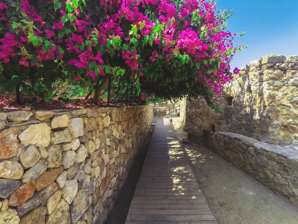 Kızıl Kul'un kırmızı kulesinde manolya yakın çekim. Alanya, Türkiye.