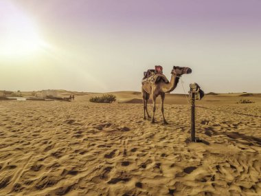 Dubai çölünde bir kervan dan Deve güneş ışınları ile gündüz yakın çekim.