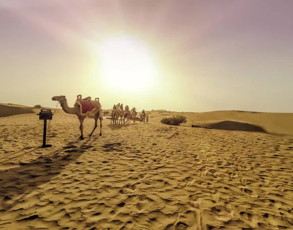 Camello Una Caravana Desierto Dubai Primer Plano Durante Día Con — Foto de Stock