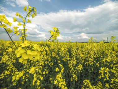 Bulutlar ile mavi gökyüzüne karşı güneşli bir günde turp sarı bir alan ile Inanılmaz manzara.