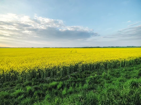Unglaubliche Landschaft Mit Einem Gelben Radieschenfeld Einem Sonnigen Tag Gegen — Stockfoto