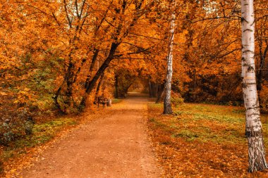 Sarı ve turuncu yapraklı sonbahar parkı ve giden yol