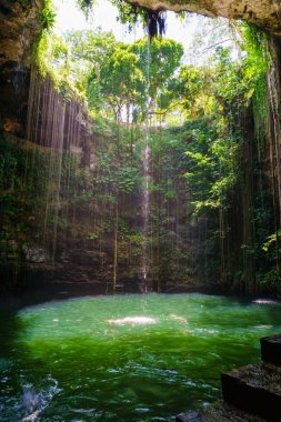 Ik-Kil hipotermik Chichen Itza, Meksika yakınlarında. Hipotermik duru suları ve asılı kökleri ile.