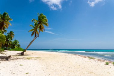 Palmiye ağacı sahilde, Dominik Cumhuriyeti Isla Saona