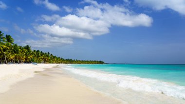 Palms coastline on caribbean beach, Island Saona.