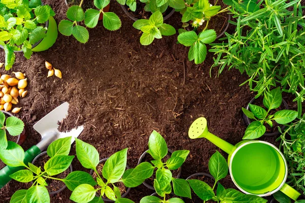 Bovenaanzicht van tuingereedschap, rosmary, komkommer, aardbeienplanten en zaailingen op de bodem — Stockfoto