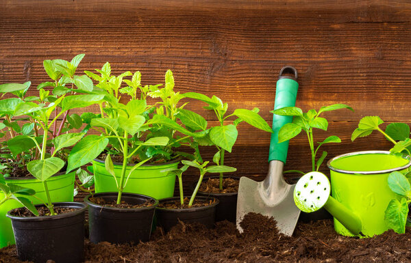 Gardening tools, lavender,rosmary, strawberry plants and seedlings on soil