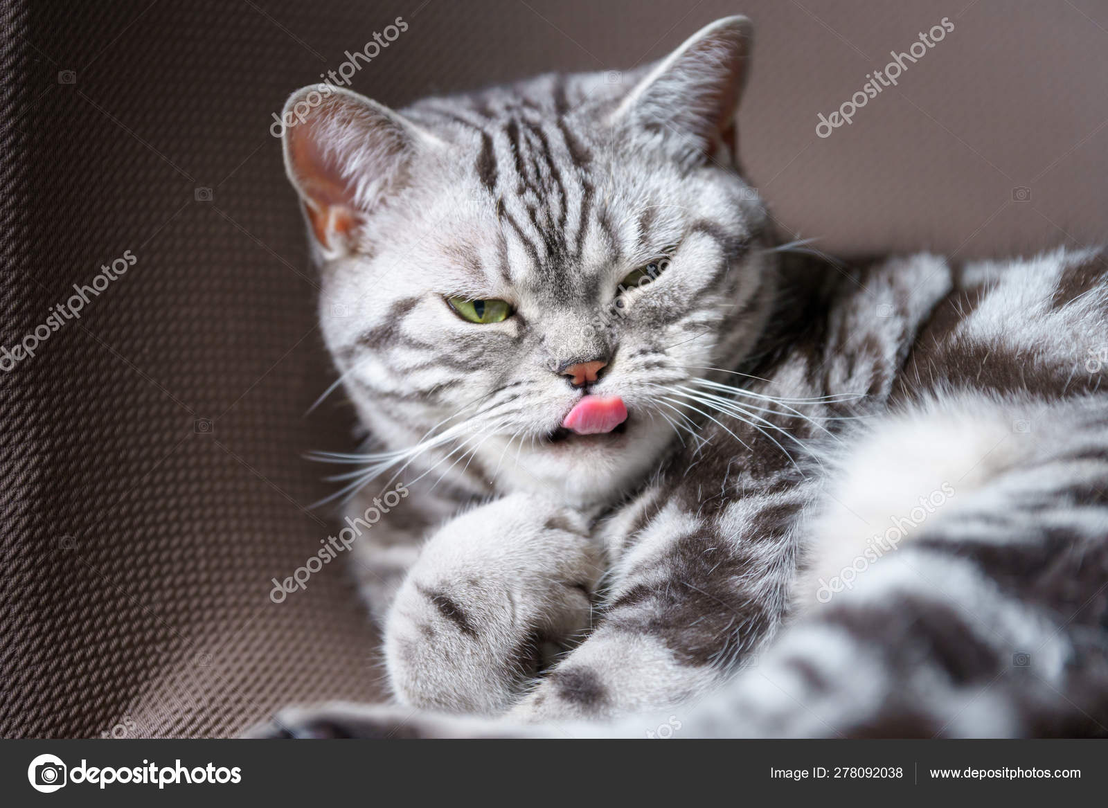 British Short Hair Silver Tabby Cat Licking Nose Stock Photo