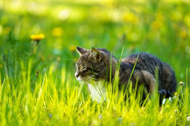 Kedi yaz aylarında güneşli bir çayır üzerinde yeşil çim oturur