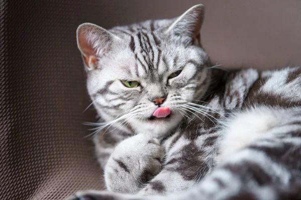 Británico pelo corto plata tabby gato lamiendo nariz — Foto de Stock