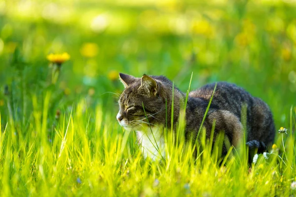 Gato se sienta en la hierba verde en un prado soleado en el verano — Foto de Stock