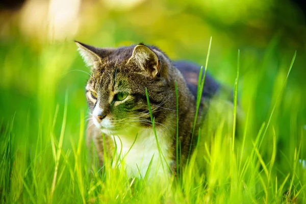 Gato acostado en una hierba verde en un prado de verano con flores silvestres. Hermoso retrato de gato sobre fondo de naturaleza — Foto de Stock