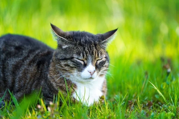 Gato sentado en la hierba en el prado. Retrato de un gato al aire libre — Foto de Stock
