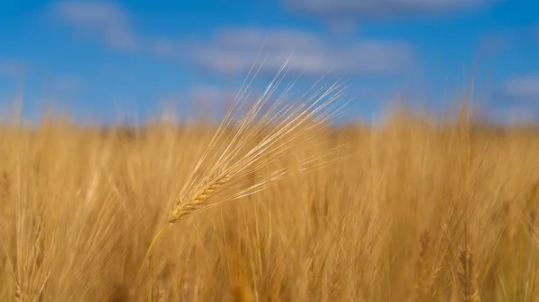 Field barley in period harvest on background blue sky — Stock Photo, Image