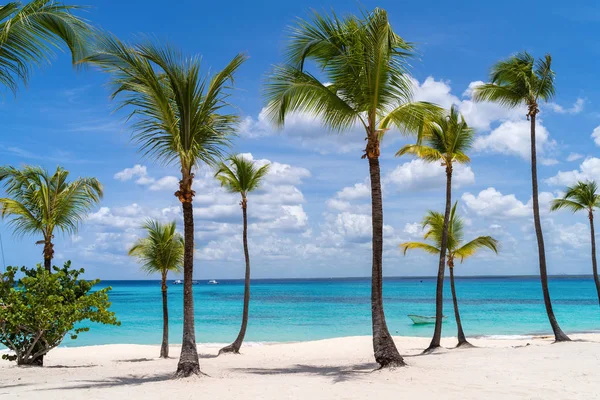 Palmeras en Isla Catalina en República Dominicana — Foto de Stock