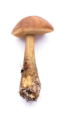 Beyaz arka plan üzerinde izole huş bolete