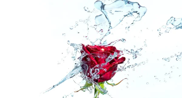 Piros rózsa, víz fröccsenés és csepp fehér alapon. Kiválasztott fókusz, szűk mélységélesség — Stock Fotó