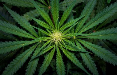Çiçeklerin açtığı marihuana bitkisi, kenevir sativa yaprakları, marihuana