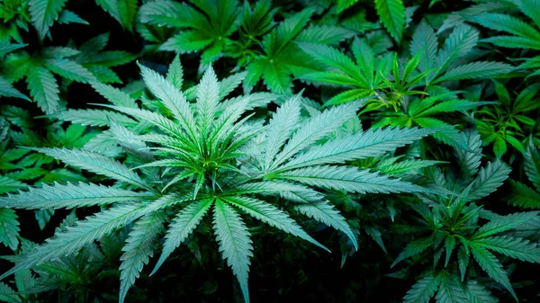 MÜZİK MARIJUANA CANNABIS PLANTI