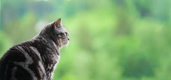 Britské Krátké Vlasy Stříbrný Tabby Kočka Proti Zelenému Pozadí — Stock fotografie