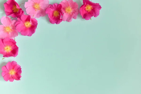 Flores se encuentran sobre un fondo turquesa. diseño de contraste. Florística. composición florística —  Fotos de Stock