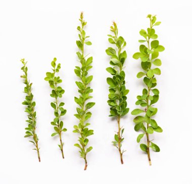 floral branches plant barberry bush with leaves on background isolated clipart