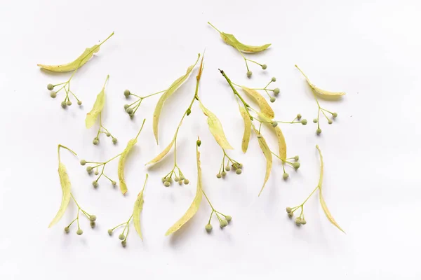 Folhas de tília e flores e frutos feto em ramos no fundo isolado para composição de design — Fotografia de Stock
