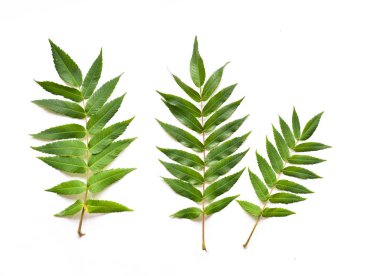 çiçekli akasya yaprakları bir tasarımcı çiçek kompozisyon izole beyaz arka plan üzerinde