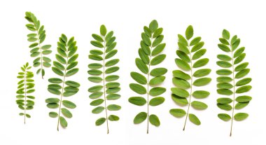 çiçekli akasya yaprakları bir tasarımcı çiçek kompozisyon izole beyaz arka plan üzerinde